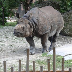 Indian Rhino