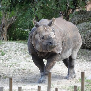 Indian Rhino
