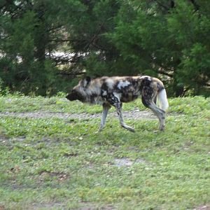 African Wild Dog