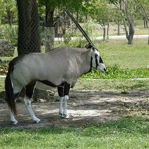 gemsbok