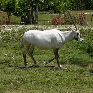 arabian oryx