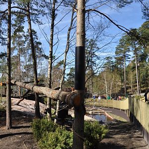 New red panda enclosure