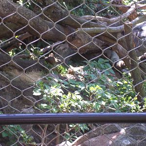 Clouded Leopard Exhibit