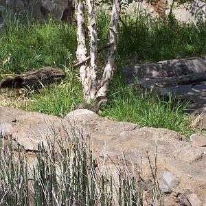 Small-Clawed Otter Exhibit