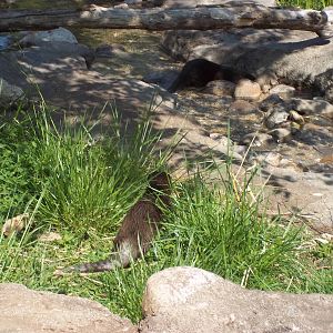 Small-Clawed Otter