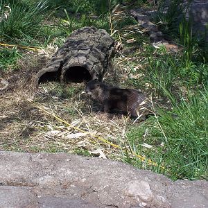 Small-Clawed Otter