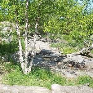 Small-Clawed Otter Exhibit