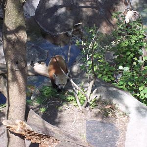 Red Panda