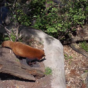 Red Panda
