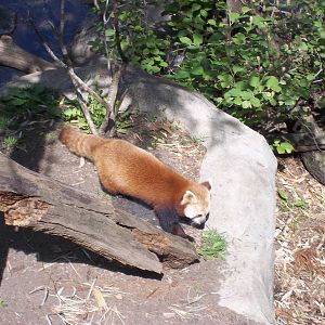 Red Panda
