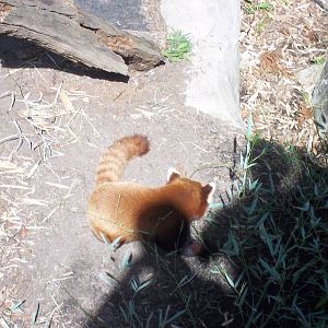 Red Panda