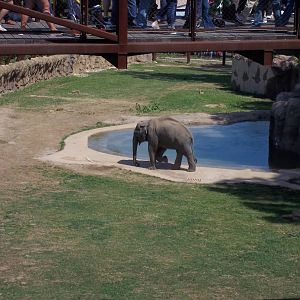 Asian Elephant