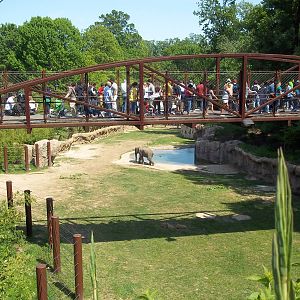 Asian Elephant Exhibit