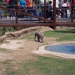 Asian Elephant