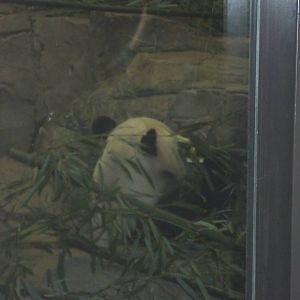 Giant Panda