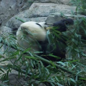 Giant Panda