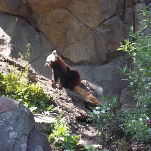 Red Panda Exhibit
