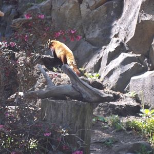 Red Panda Exhibit