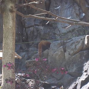 Red Panda Exhibit