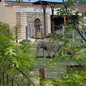 Asian Elephant Yard 2