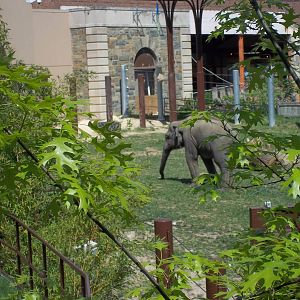 Asian Elephant Yard 2