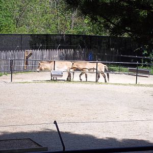 Przewalski's Horse Exhibit