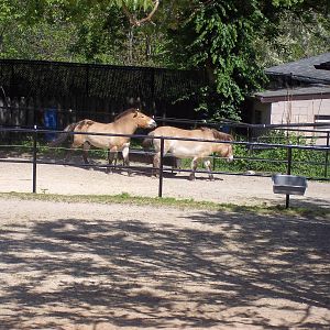 Przewalski's Horse