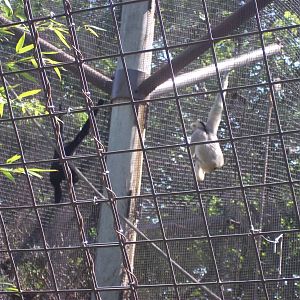 White Cheeked Gibbon