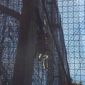 White Cheeked Gibbon