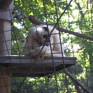 White Cheeked Gibbon