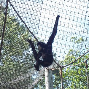 White Cheeked Gibbon