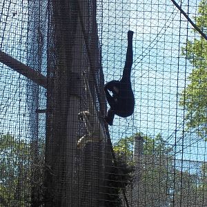White Cheeked Gibbon