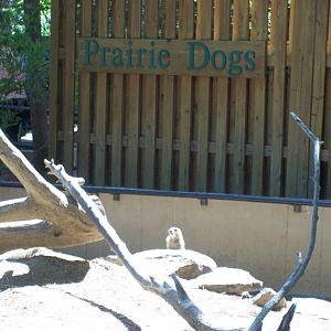 Prairie Dog Exhibit