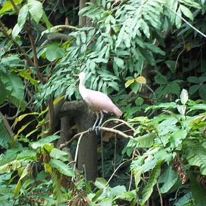 Amazonia Roseate Spoonbill