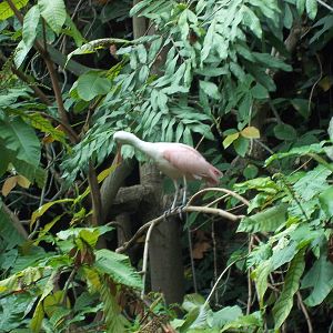 Amazonia Roseate Spoonbill