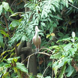 Amazonia Roseate Spoonbill