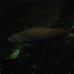 Amazonia Arapaima