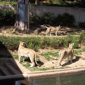 Lion Exhibit
