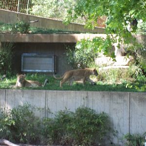 Lion Exhibit