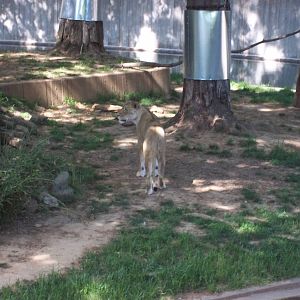 Lion Exhibit
