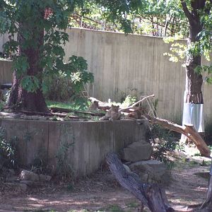 Lion Exhibit
