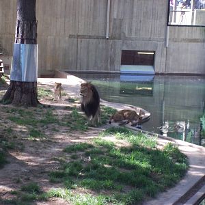 Lion Exhibit
