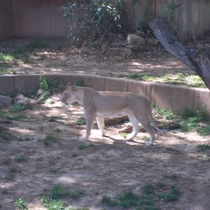 Lion Exhibit