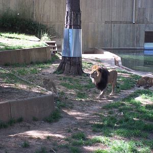 Lion Exhibit