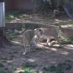 Lion Exhibit