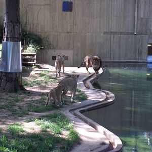 Lion Exhibit