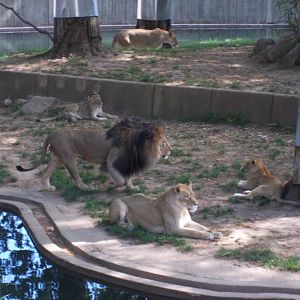 Lion Exhibit