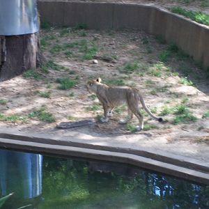 Lion Exhibit