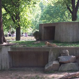Lion Exhibit