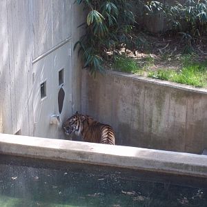 Tiger Exhibit